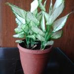 Egnolima plant with plastic pot