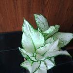 Egnolima plant with plastic pot