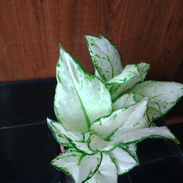 Egnolima plant with plastic pot