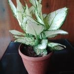 Egnolima plant with plastic pot