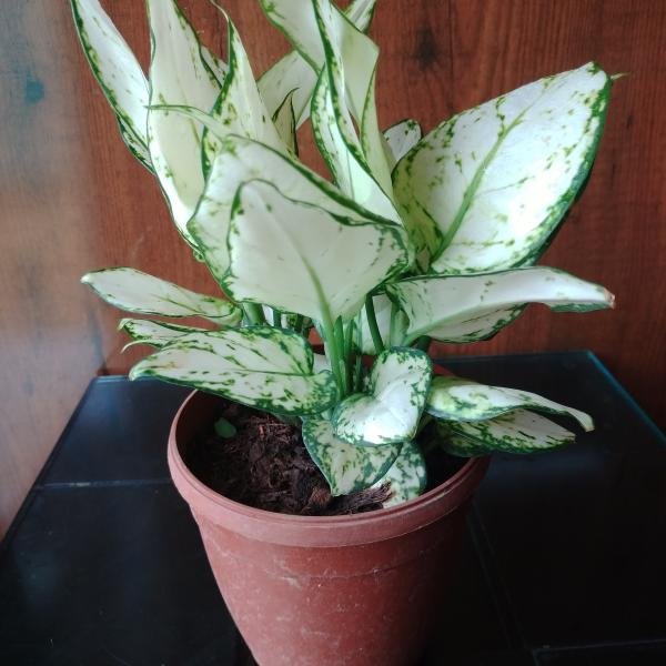 Egnolima plant with plastic pot