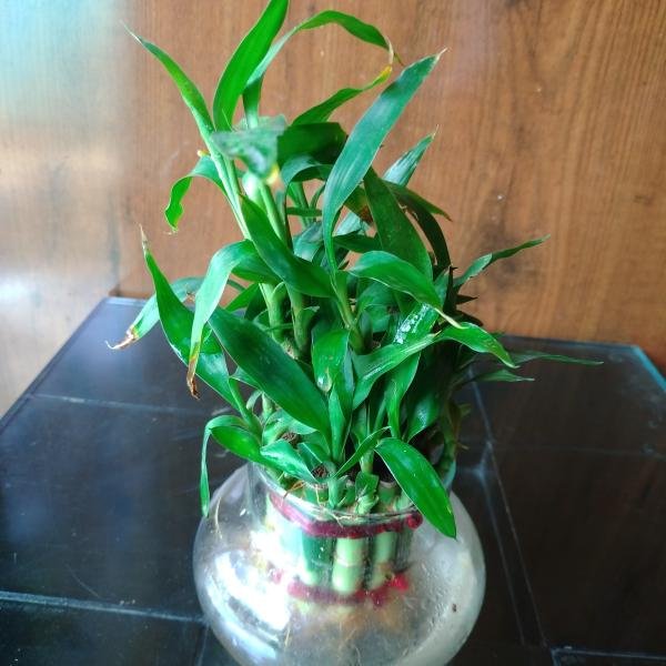 Bamboo plant with glass pot