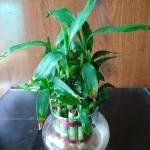 Bamboo plant with glass pot