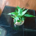 Bamboo plant with glass pot
