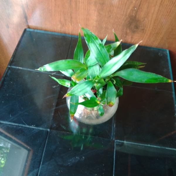 Bamboo plant with glass pot
