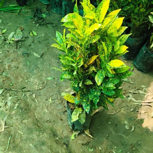 Crotan indoor plant