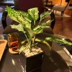 Indoor plant