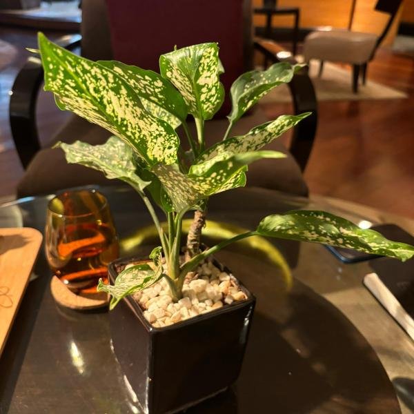 Indoor plant