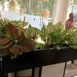 Red aglonema