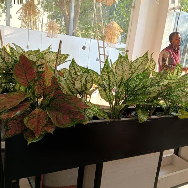 Red aglonema
