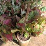 Red aglonema
