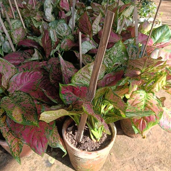 Red aglonema