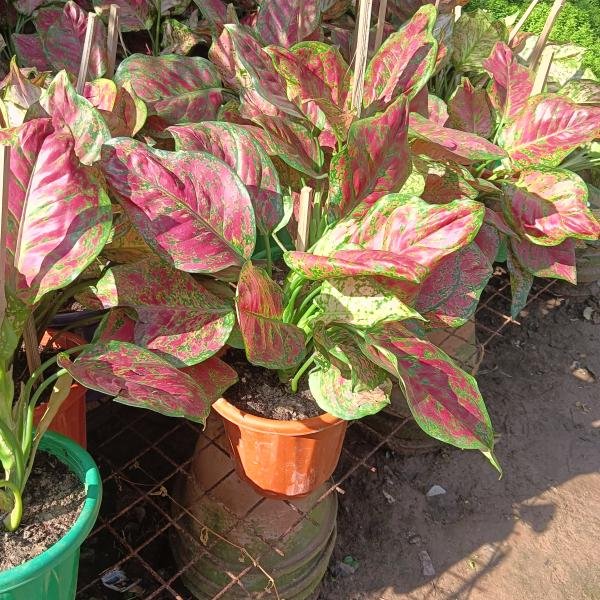 Red aglonema