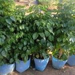 Red machira