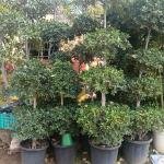 Ratusha ball bonsai