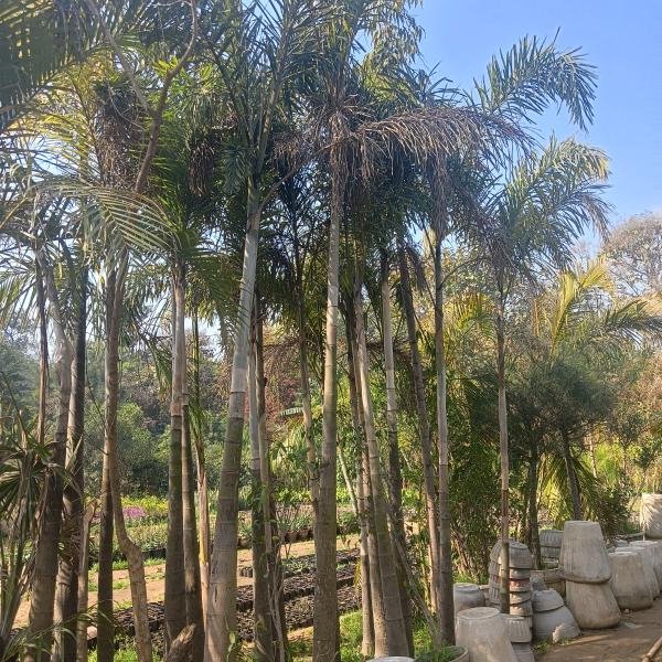Foxtail palm